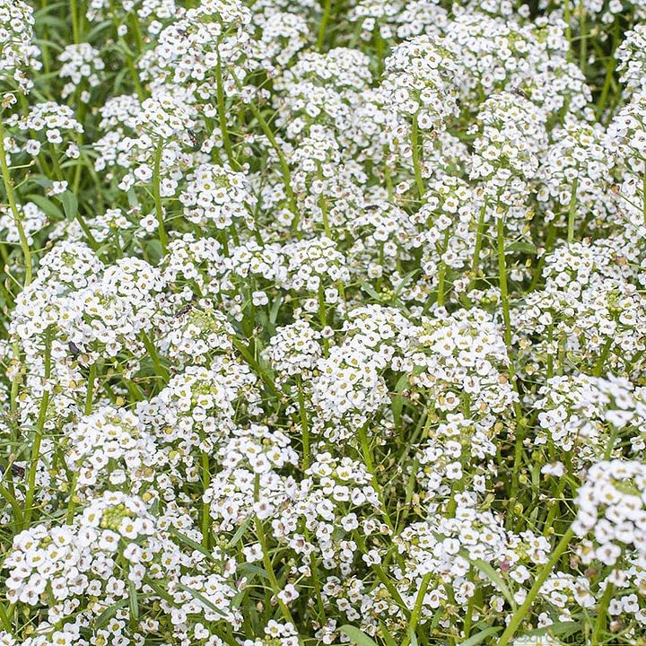 Sweet alyssum: the fragrance of spring