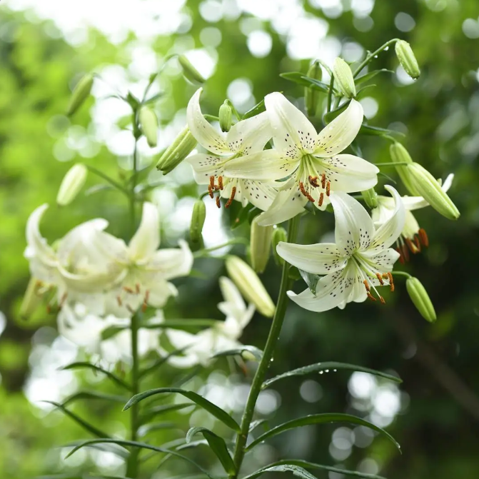 🌺Rare Tiger Lily Bulbs