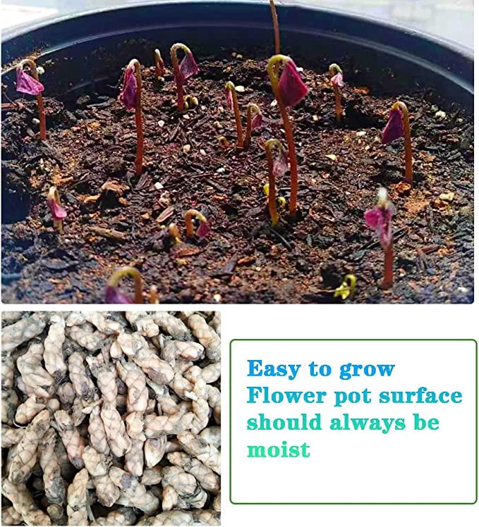 Oxalis Triangularis Purple Shamrock Good Luck Plant