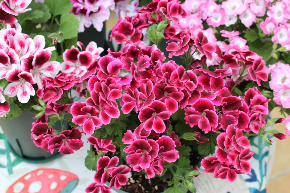 大花天竺葵,养护分3步,来年爆满盆,开成大花球_手机搜狐网