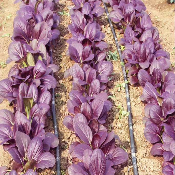 Purple Leaf Rape Seeds