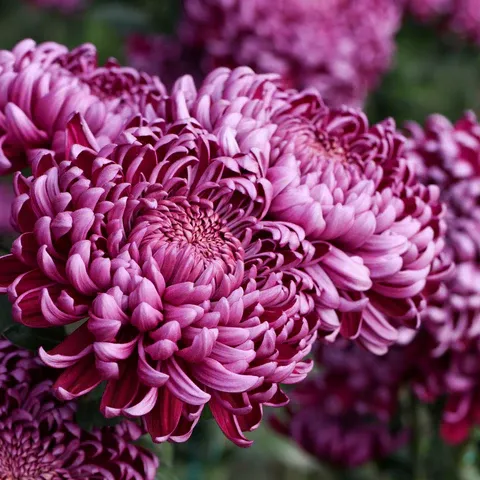 🌺The Flower of Elegance—Giant Chrysanthemum