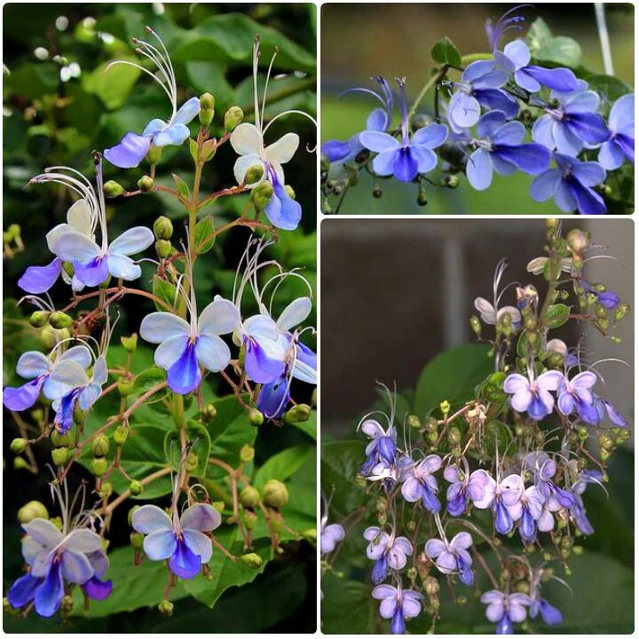 🦋Blue Butterfly Flower Seeds🌿Four Seasons Flower