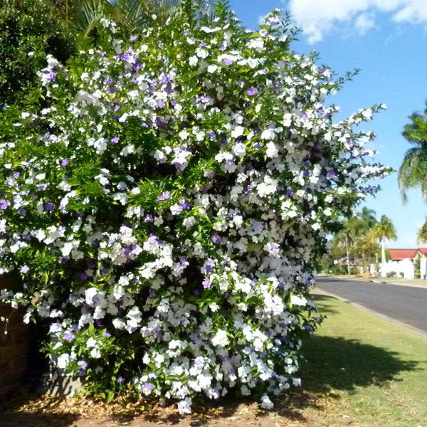 Brunfelsia Latifolia Seeds