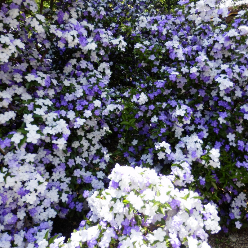Brunfelsia Latifolia Seeds