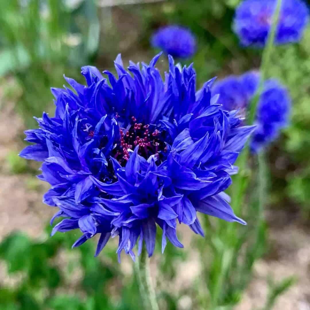 Cornflower Mixed Seeds