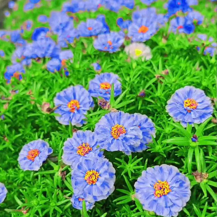 🌹Rare Varieties Moss Rose Purslane Double Flowered Seeds — Immortal Flower