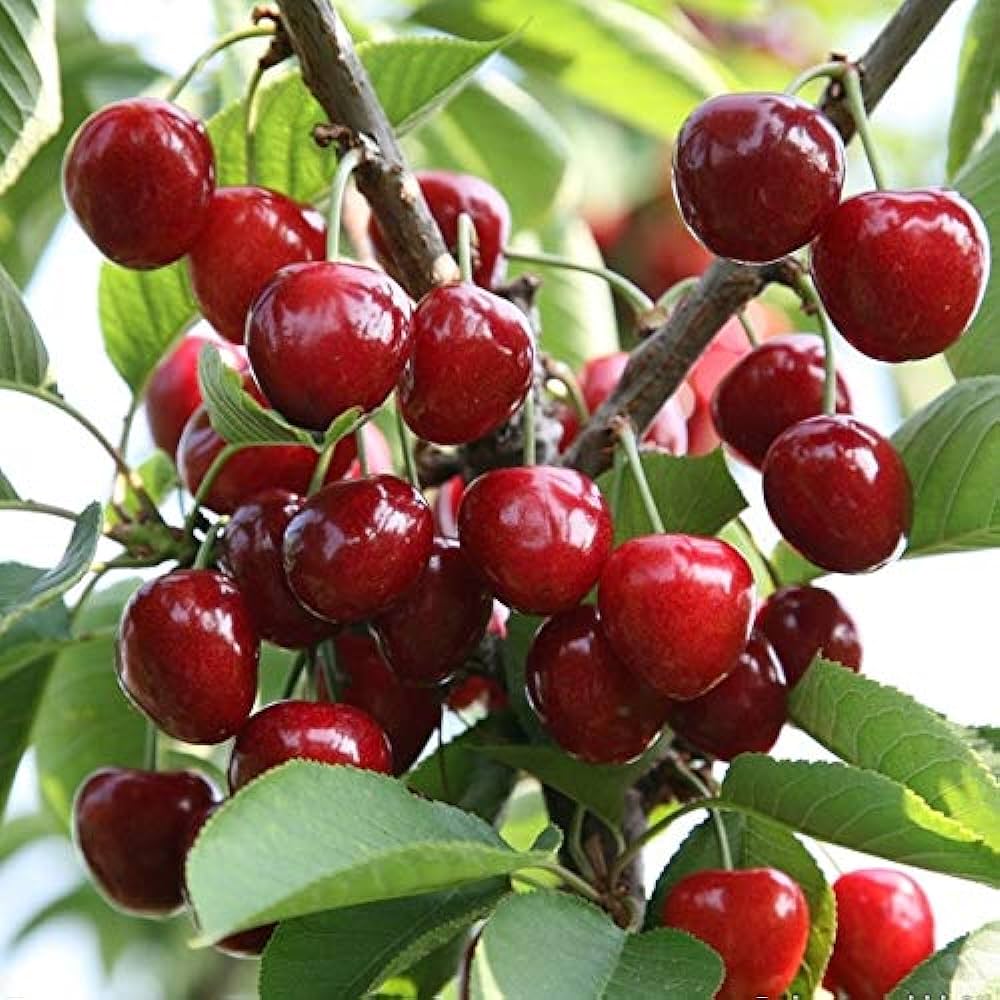 Ruby Cherry Seeds