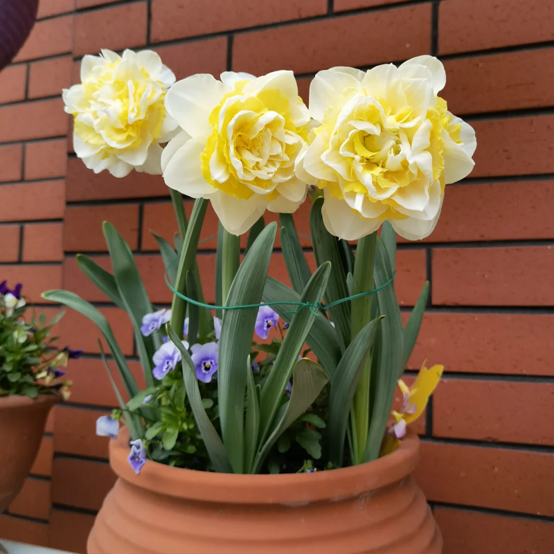🌺 Rare double daffodil bulbs – Symbol of Hope & Good Fortune
