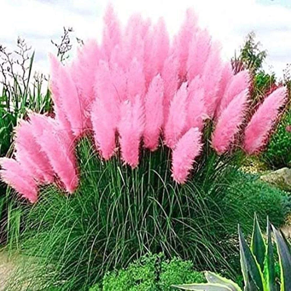 Mixed Pampas Grass Ornamental Seeds
