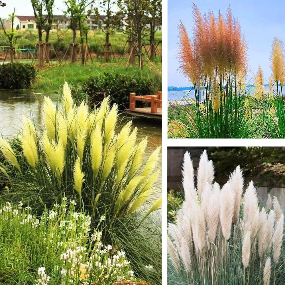 Mixed Pampas Grass Ornamental Seeds