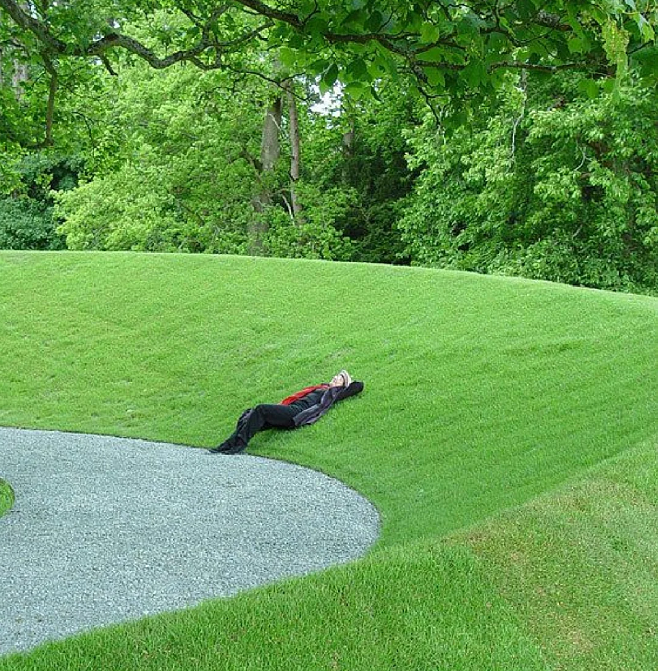 Dwarf Evergreen Lawn Seeds