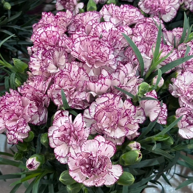 🌹Double Carnation Seeds—Mother's Day Flowers