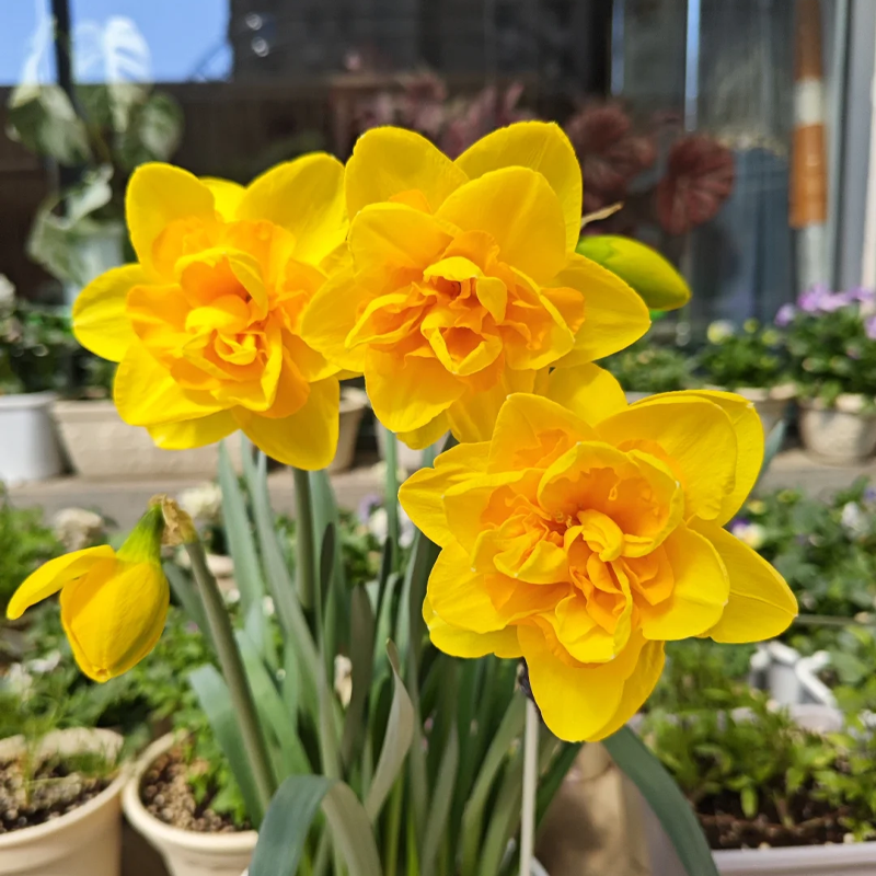 🌺 Rare double daffodil bulbs – Symbol of Hope & Good Fortune