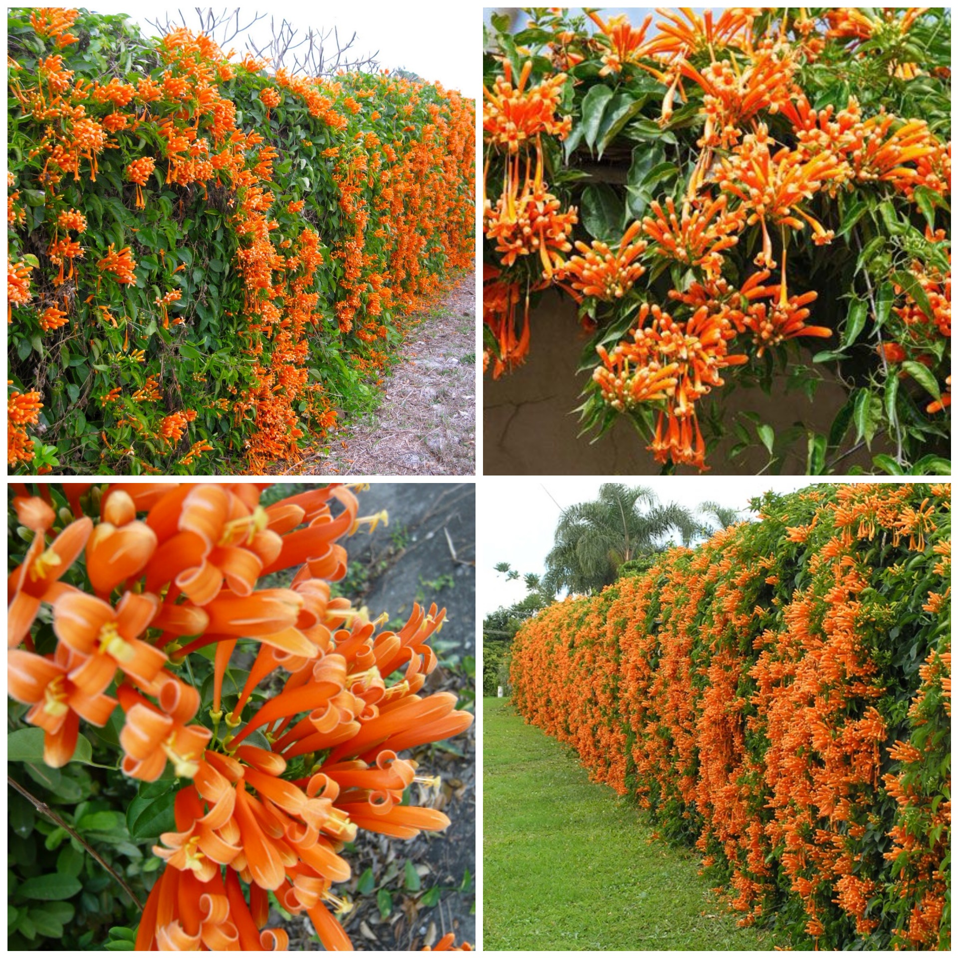 Pyrostegia Venusta Flower Seeds