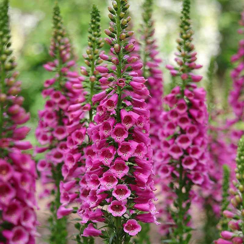 Mixed Foxglove Seeds