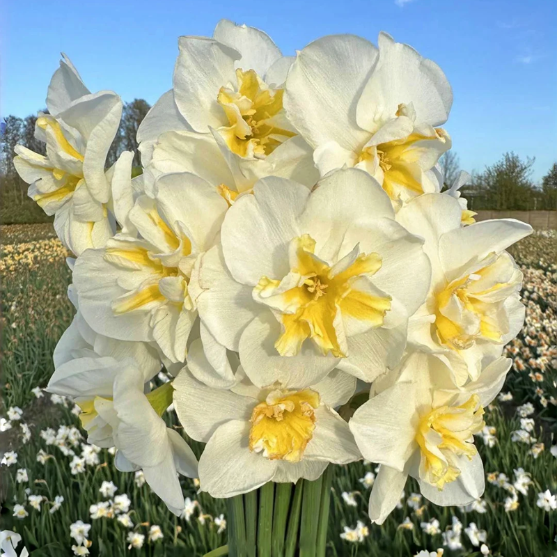 🌺 Rare double daffodil bulbs – Symbol of Hope & Good Fortune
