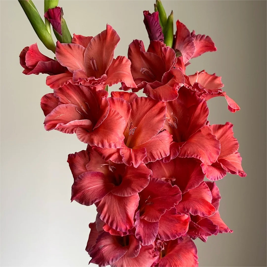 Gladiole