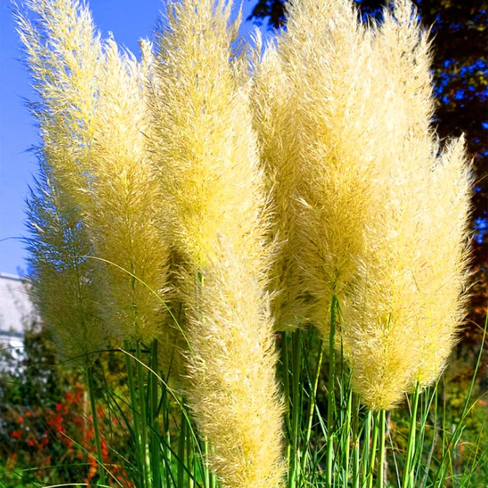 Mixed Pampas Grass Ornamental Seeds