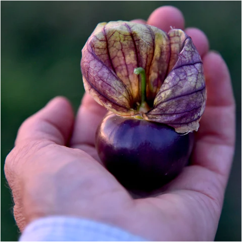 Purple Tomatillo Seeds - Non GMO