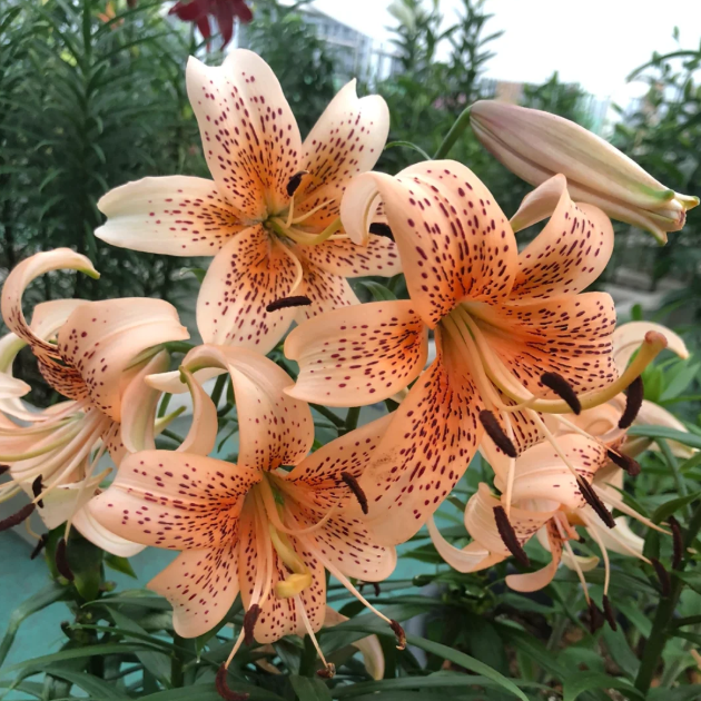 🌺Rare Tiger Lily Bulbs