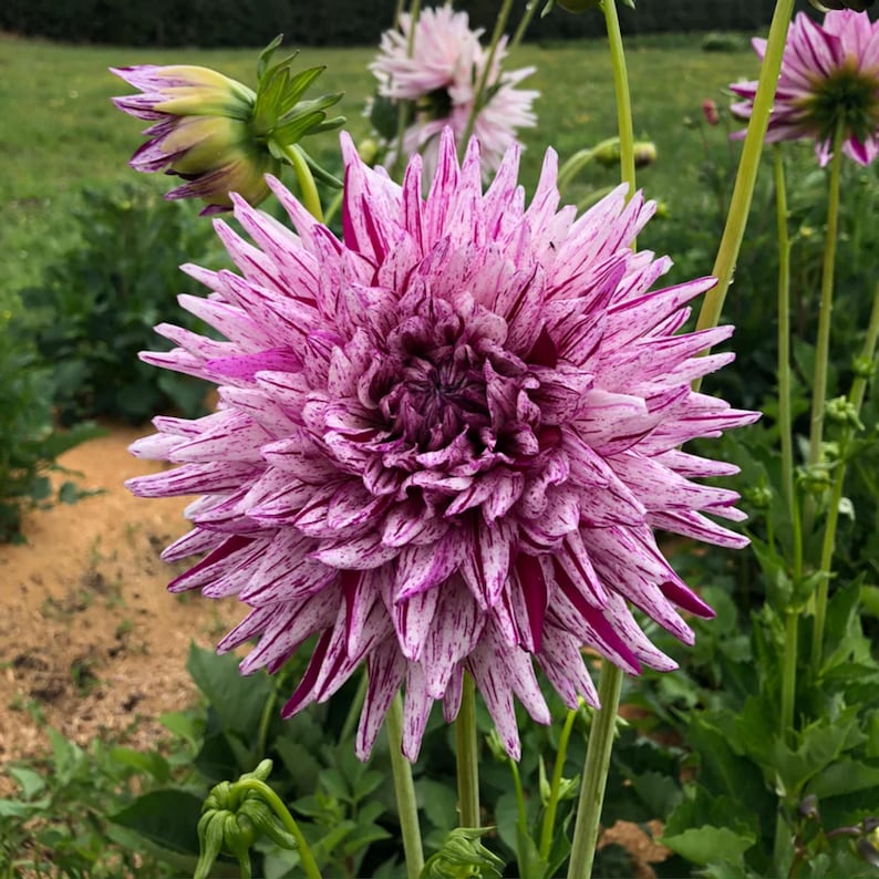 Hy Trio Dahlia Seeds Showy Blooms,Attracts Pollinators, Long Blooming Season, Vibrant Colors, Excellent Cut Flower, Plant in Spring Bild 3