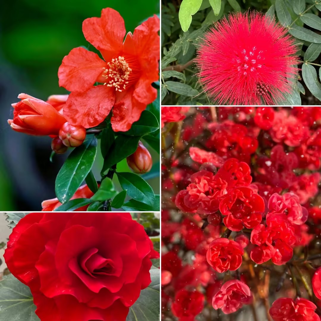 Red Head - Exclusive Red Wildflower Seed Mix