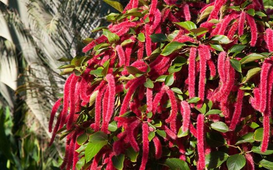 A Chenille Plant Journey | Longwood Gardens