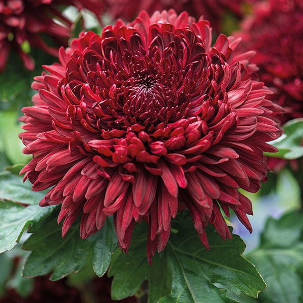 🌺The Flower of Elegance—Giant Chrysanthemum