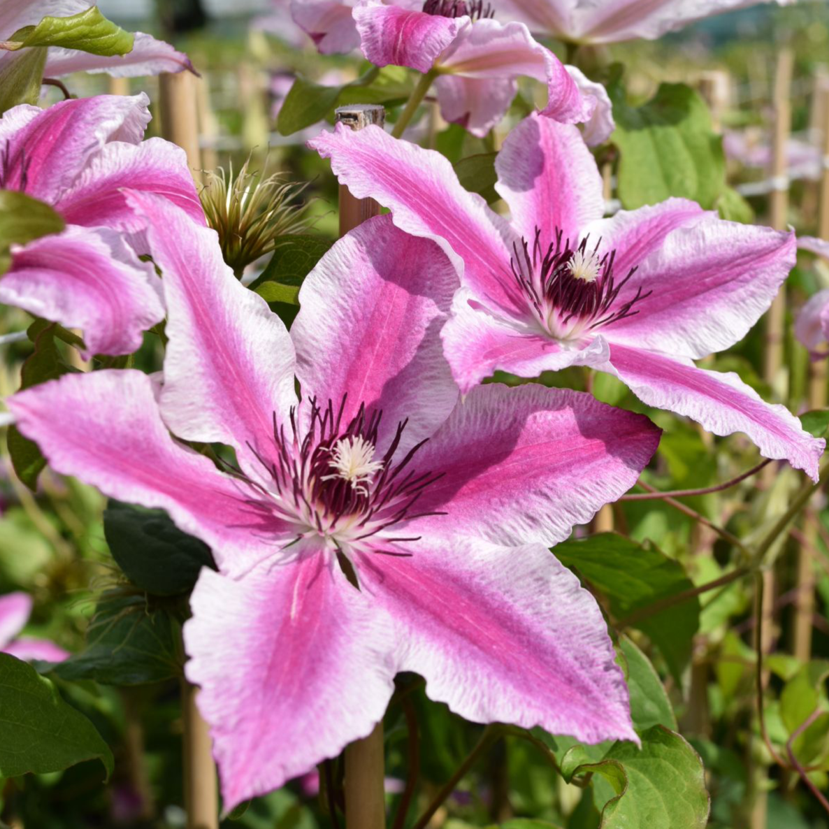 🌸Queen of Vines - Climbing Clematis Seeds