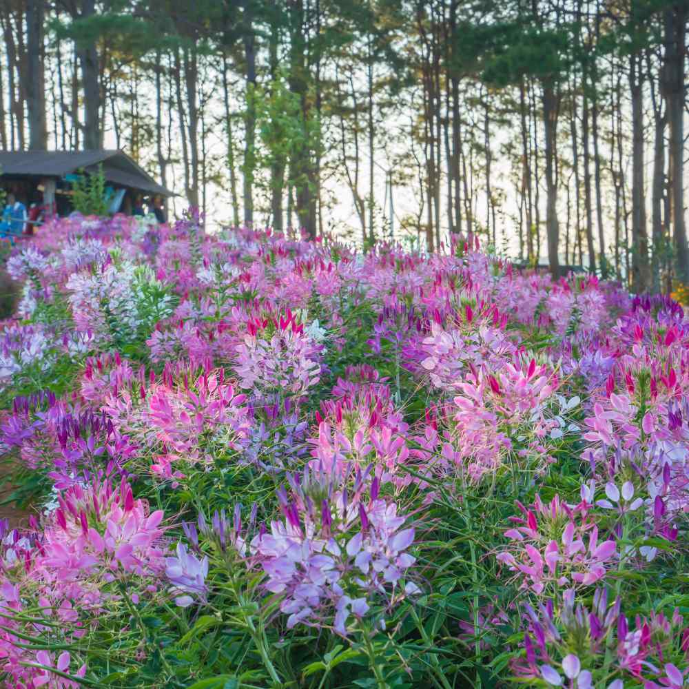 Cleome Plant Mix