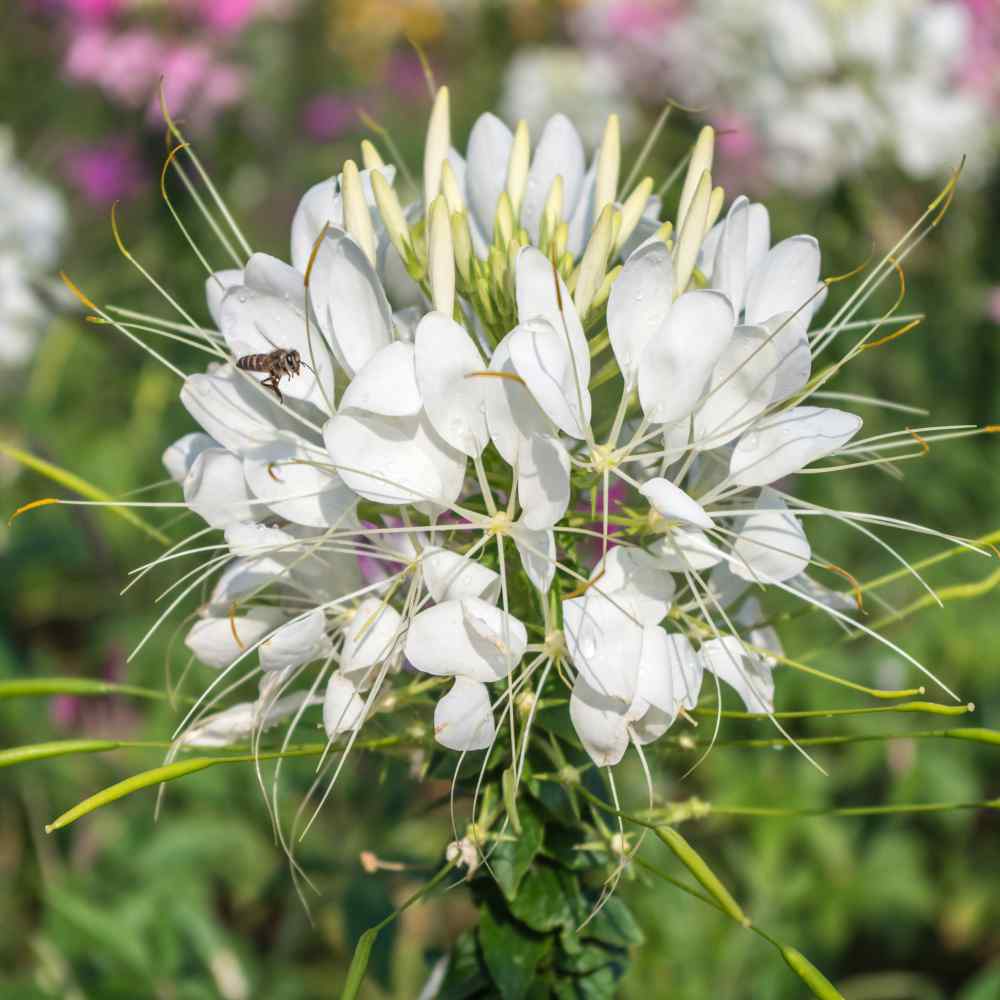 Mix Cleome Seeds