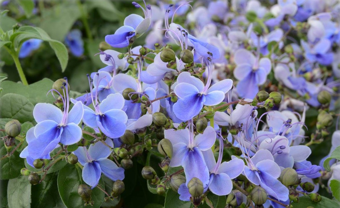 Clerodendrum ugandense - Blue Wings, Blue Glory Bower | FLORA TOSKANA