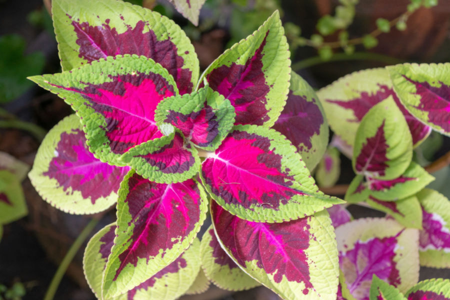 How To Grow Coleus As A Houseplant - Keep Coleus Plants Alive!