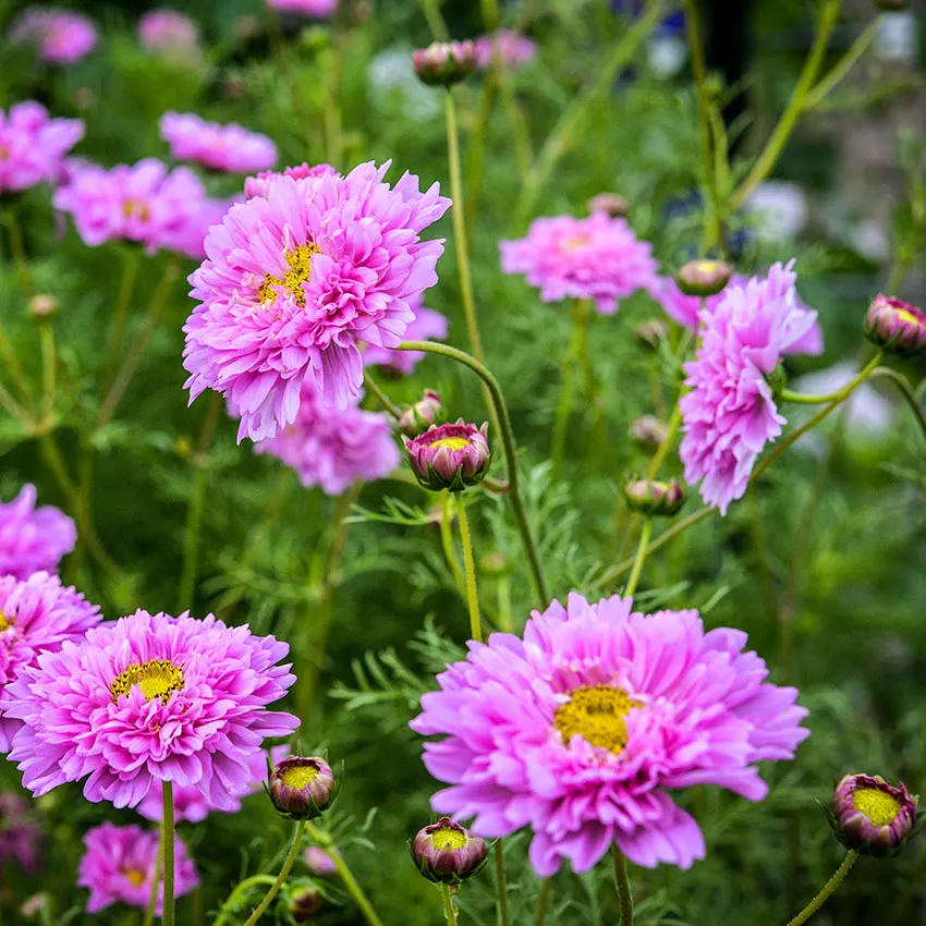 Double Cosmos Seeds