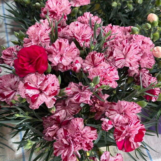 🌹Double Carnation Seeds—Mother's Day Flowers
