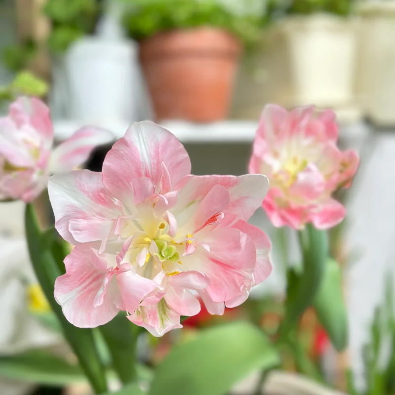 🌺 Rare double daffodil bulbs – Symbol of Hope & Good Fortune