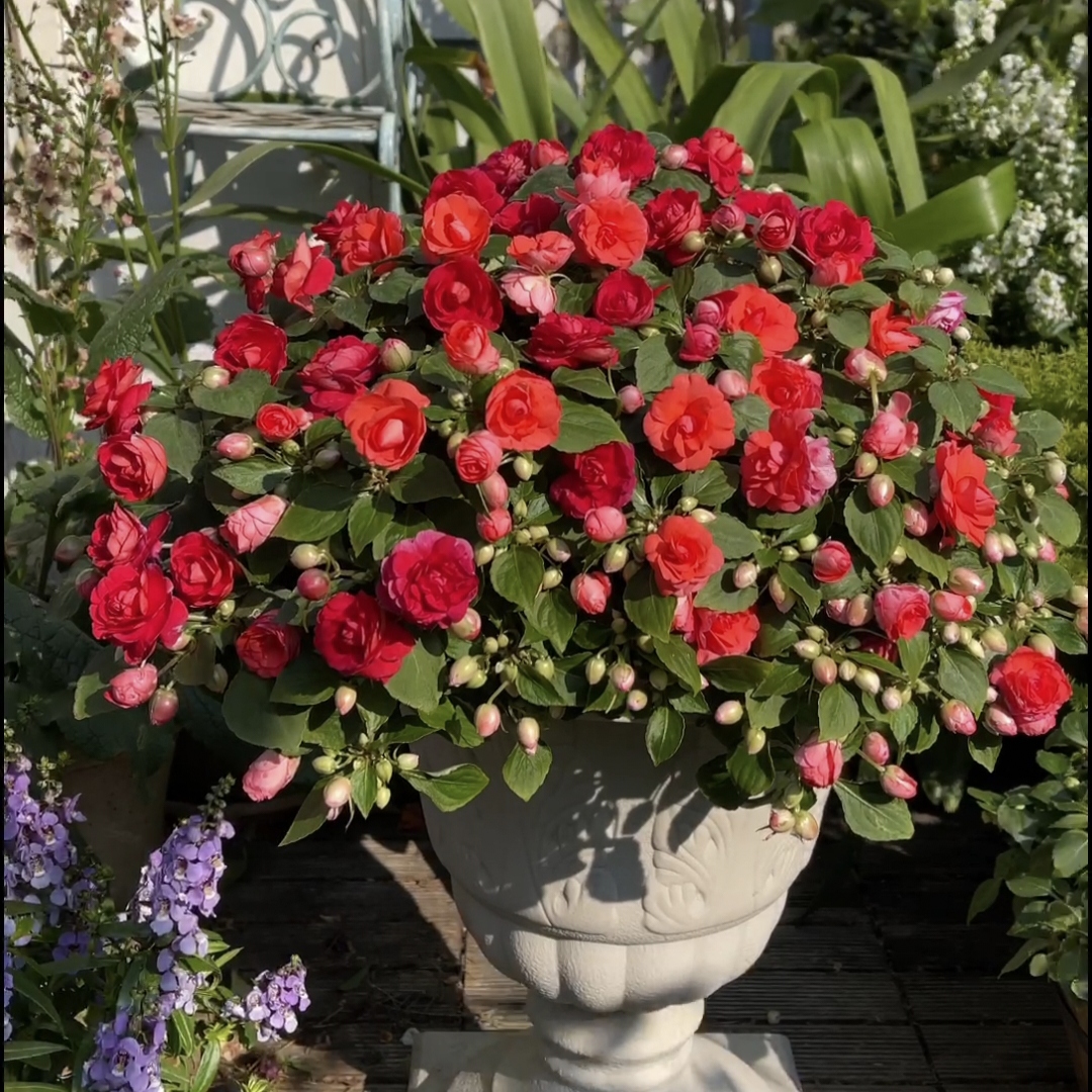 Double Impatiens Seeds - A Symphony of Petals in Nature's Garden