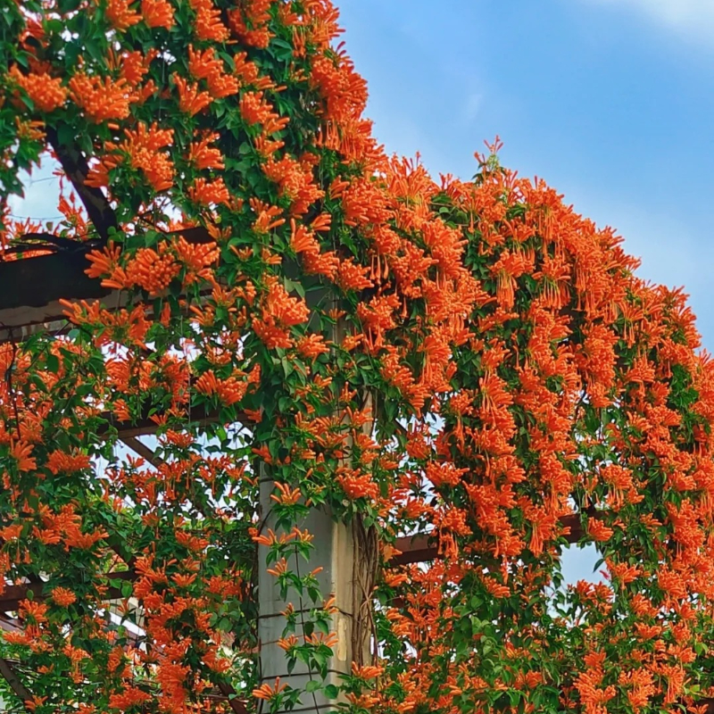 Pyrostegia Venusta Flower Seeds