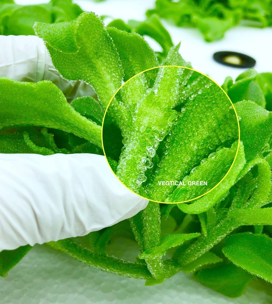 Crystal Ice Plant Seeds