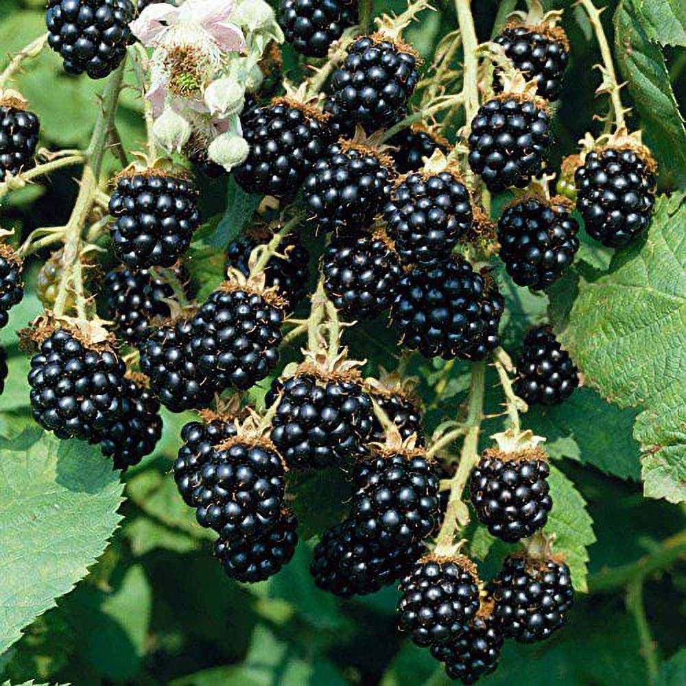 Blackberry Great Garden Fruit Bush 15 Seeds - Walmart.com