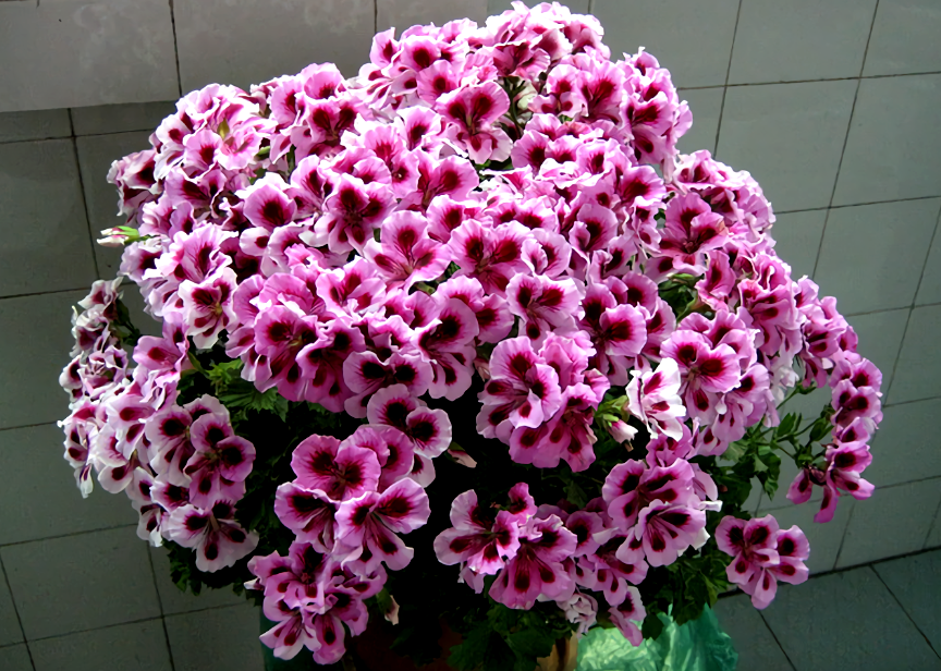 大花天竺葵,养护分3步,来年爆满盆,开成大花球_手机搜狐网