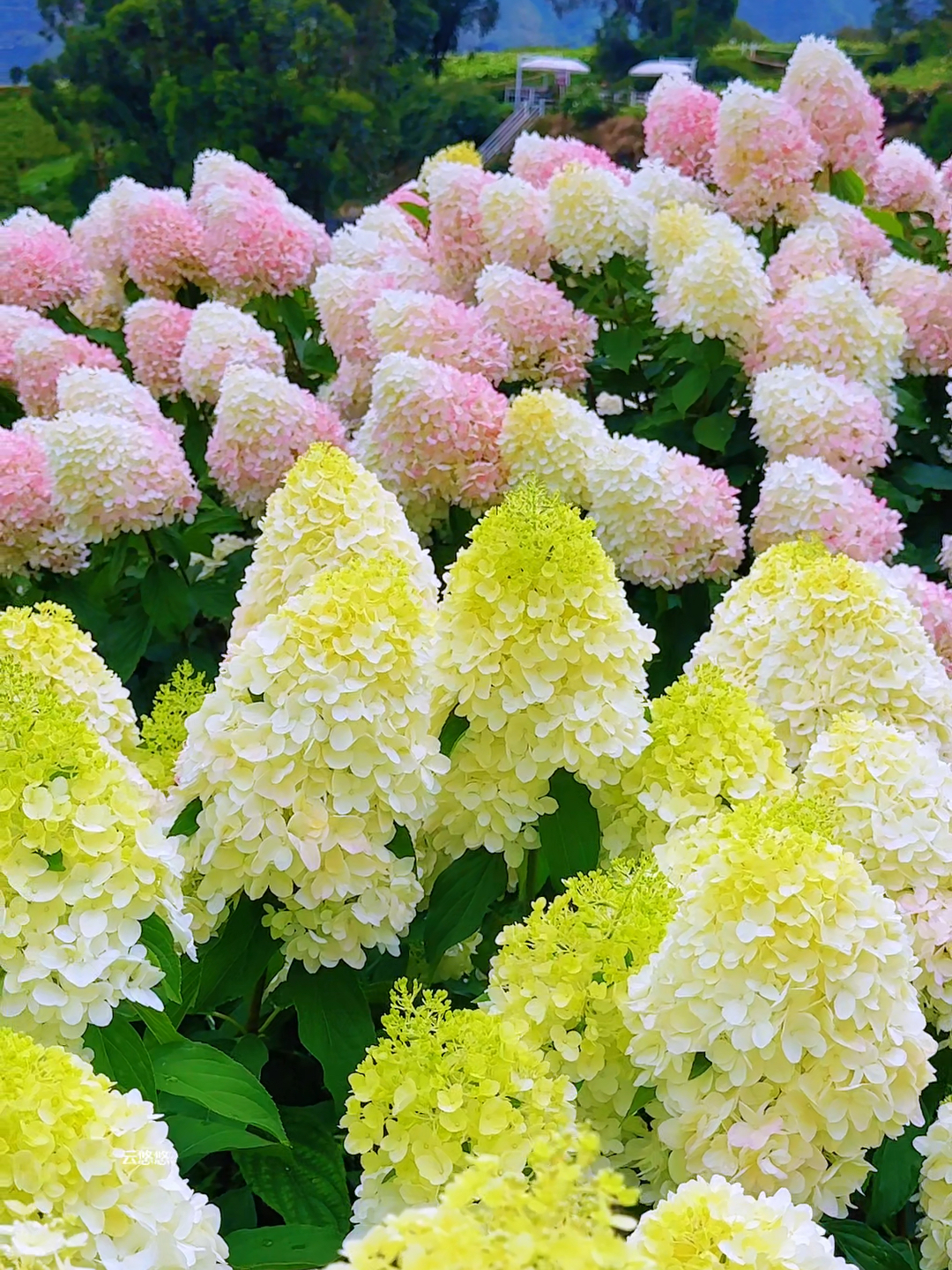 🌺Panicle Hydrangea Flowers Seeds—Mixed Color Plants—Home Garden Flower Seeds
