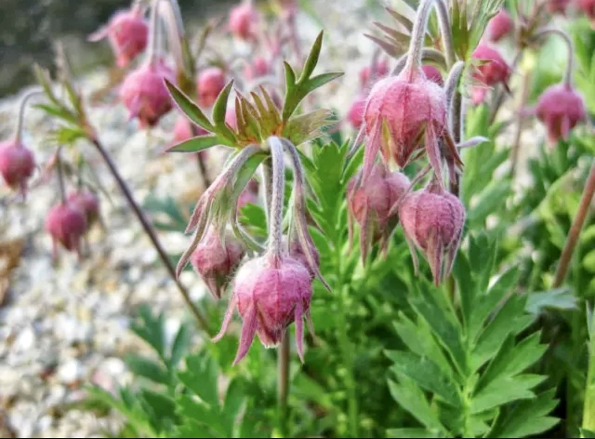 Prairie Smoke Flower Seeds