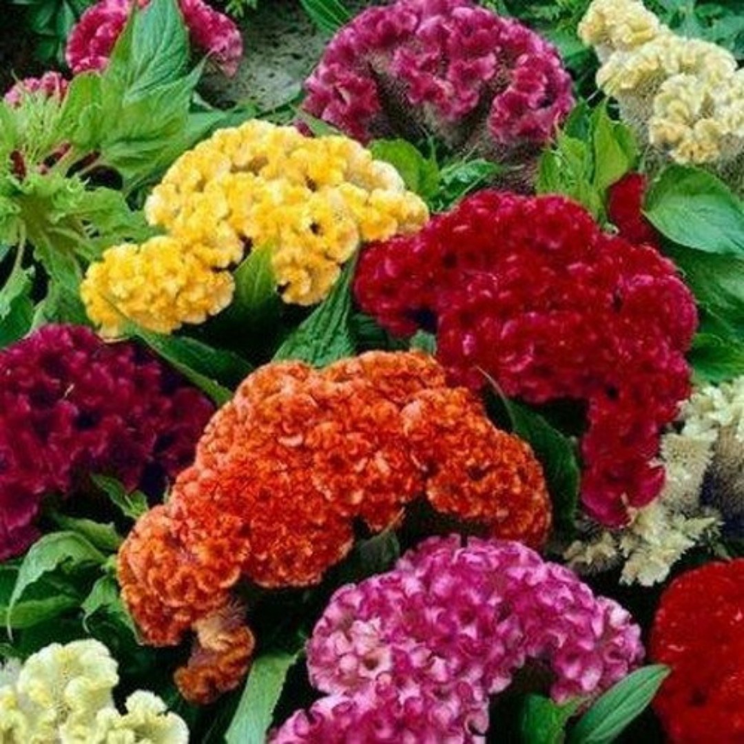 Celosia, Cockscomb 'Jazzy Mix' (Celosia Argentea Cristata) Flower Heirloom,  25 Seeds, Furniture & Home Living, Gardening, Plants & Seeds on Carousell