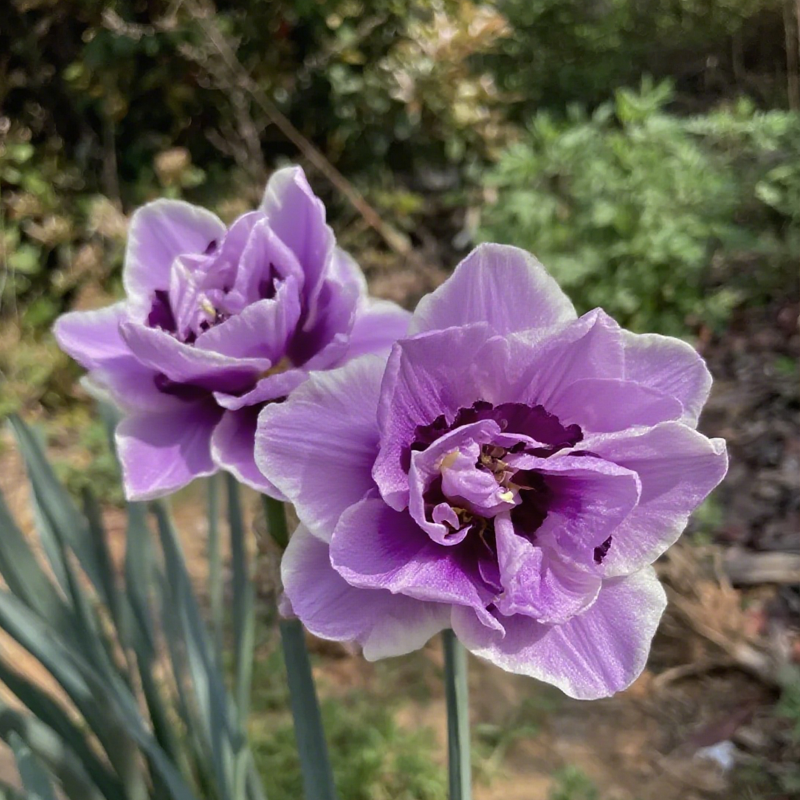 🌺 Rare double daffodil bulbs – Symbol of Hope & Good Fortune