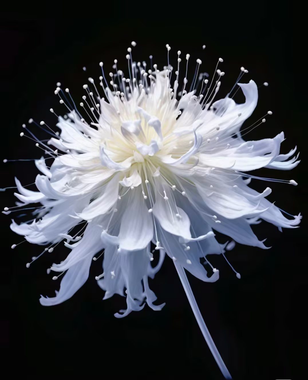 Higanbana Spider Lily Equinox Flower Bulbs