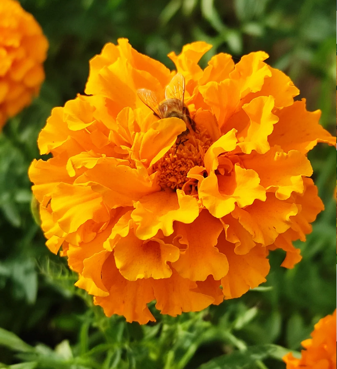 French Marigold Seeds - mixed colors - a great companion for the vegetable garden
