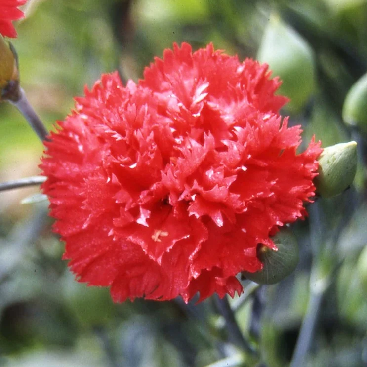 Multi-color Carnation Seeds