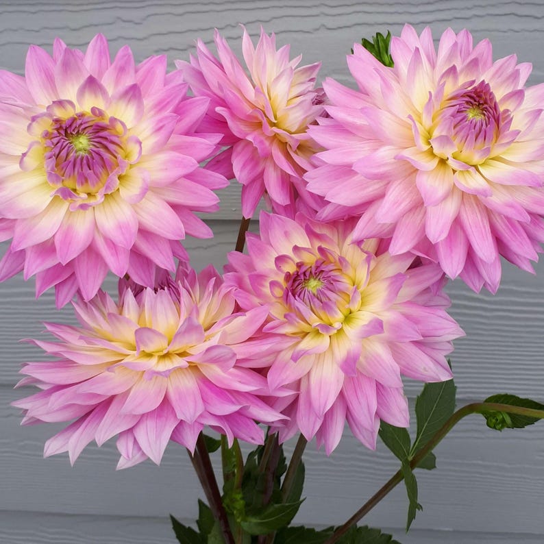 Miss Delilah Dahlia Seeds Attracts Pollinators, Long Blooming Season, Vibrant Colors, Excellent Cut Flower, Plant in Spring Bild 3